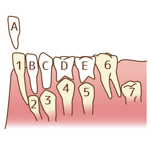 永久歯の萌出時期と順序
