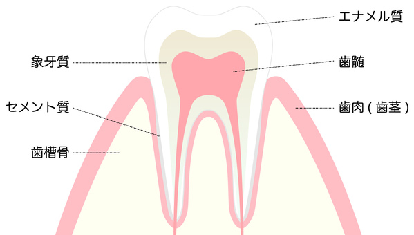 歯の構造図イメージ